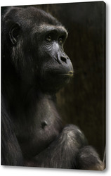   Постер шимпанзе