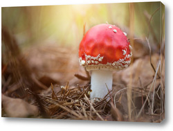   Постер Amanita muscari, fly agaric beautiful red-headed hallucinogenic toxic mushroom.