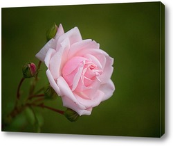   Постер Роза белая с розовой оторочкой