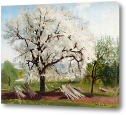   Постер Цветение плодовых деревьев