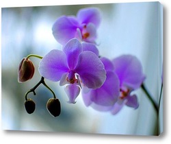   Постер Орхидея  фиолетова