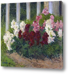    Цветы перед забором