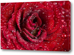   Постер Natural red roses background