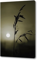   Постер Колос растения на фоне заката