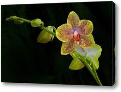   Постер орхидея