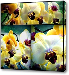   Постер Коллаж. Орхидеи