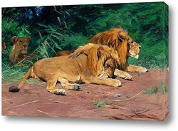   Постер Львы на отдыхе