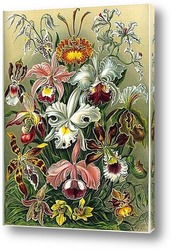   Постер Красота форм в природе. Орхидеи 