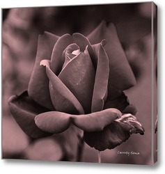   Постер Пепельная роза
