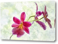  Загадочна орхидея