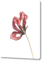   Постер Красный тюльпан. Серия сухоцветы.