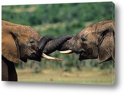  Слоны 9890