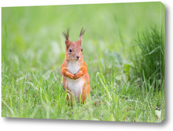  Постер Red squirrel sits in the grass.