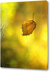    кленовый лист в паутине