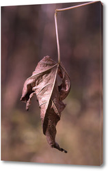   Постер Осенний лист дерева