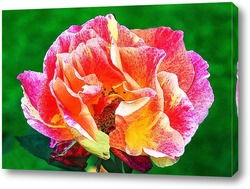 Натюрморт с раковиной розами и персиком.