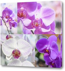   Постер Орхидеи коллаж