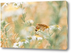   Постер Лето бабочек