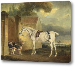   Постер Лошадь и гончие