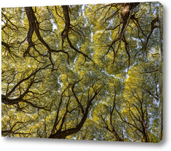   Постер Кроны деревьев в лесу