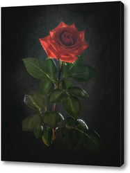    Роскошная алая роза на черном фоне