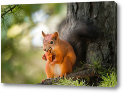   Постер Squirrel in the autumn park.	