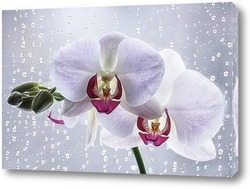   Постер Орхидея на плачущем окне