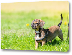   Постер Miniature Dachshund standing in long grass	