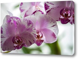   Постер Орхидея доритинопсис Жемчужина Тейды