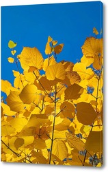   Постер Кленовые листья на фоне голубого неба