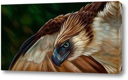   Картина Филиппинский орел