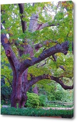   Постер Старое дерево