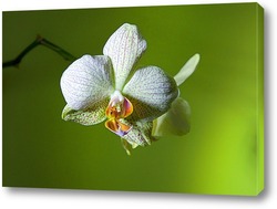   Постер белые орхидеи
