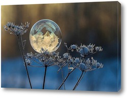   Постер Замёрзший мыльный пузырь на веточке сухого растения