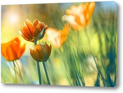   Постер Желтые тюльпаны в солнечном свете.