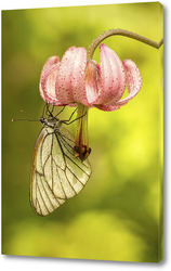  Бабочка на колосе растения с каплями росы
