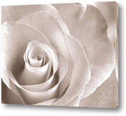   Постер Роза – царица цветов