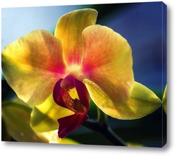   Постер Орхидея фаленопсис Радуга