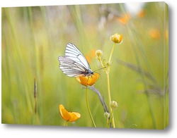   Постер Белая бабочка