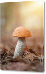   Постер Beautiful birch bolete (birch mushroom, rough boletus or brown-cap fungus) in grass with autumn leaves.