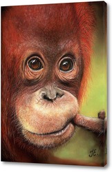   Картина Орангутанг