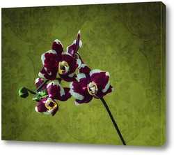   Постер Орхидея фаленопсис Наоми