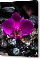  Орхидея дендробиум