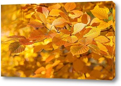   Постер Осенние листя деревьев