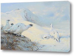   Постер Белая куропатка на снегу