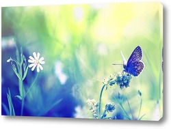    нежная голубая бабочка сидит на летнем лугу