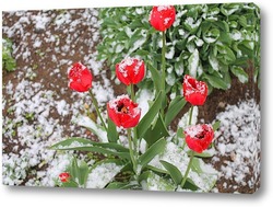   Постер тюльпаны под снегом 