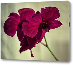   Постер Орхидея гибридная