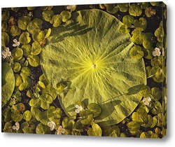    Лист лотоса Комарова лежит на воде в пруду. Его окружают миниатюрные белые цветы