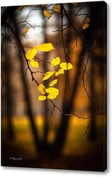   Постер Жёлтые листья на фоне чёрных стволов 2.